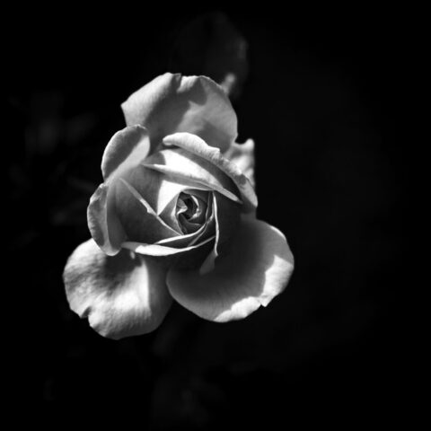 Blüte 17