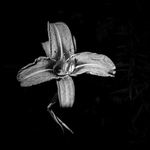 Blüte 18