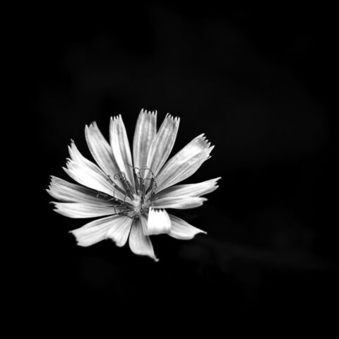 Blüte 19