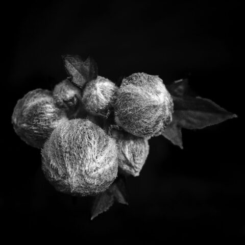 Blüte 21
