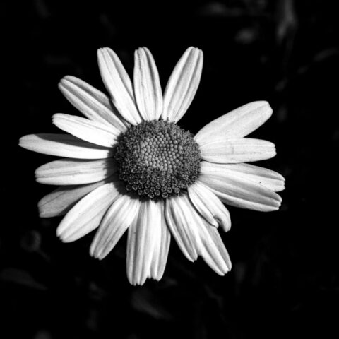 Blüte 22