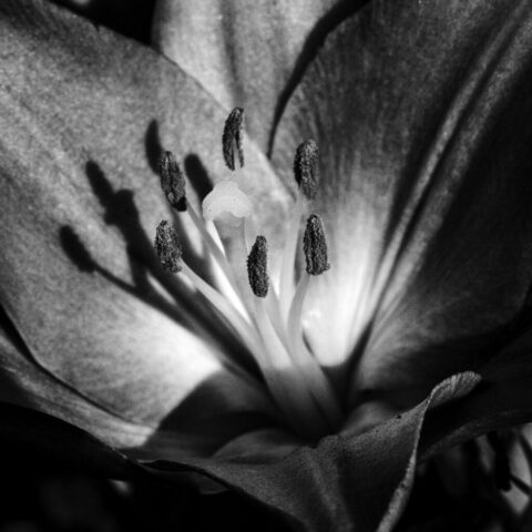 Blüte 23