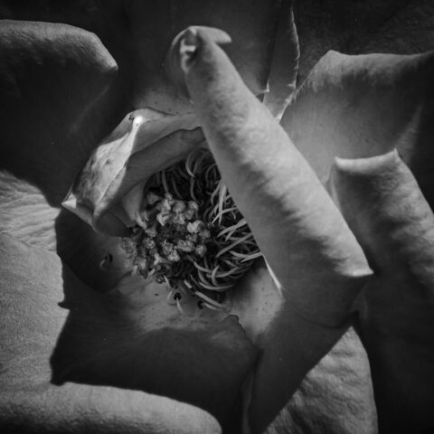 Blüte 24