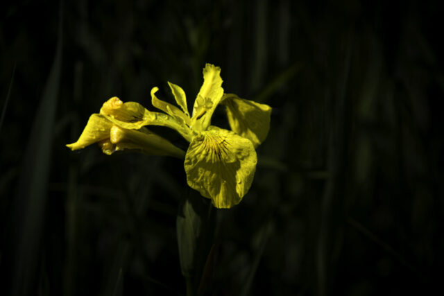 Seepark Blüte gelb
