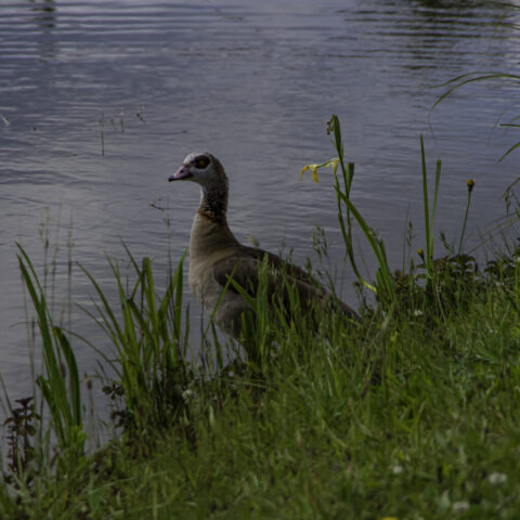 Seepark Kanadagans