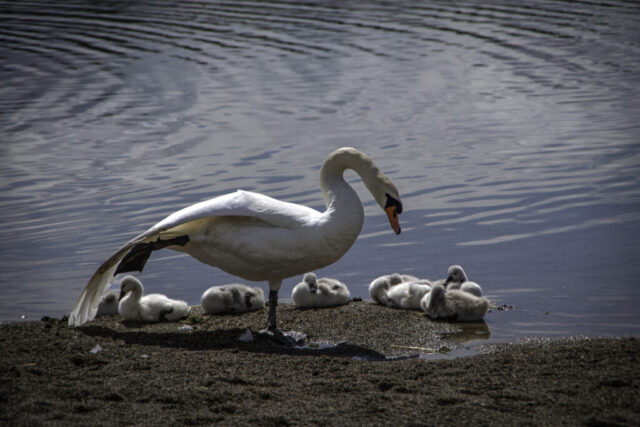 Seepark Schwan mit Nachwuchs