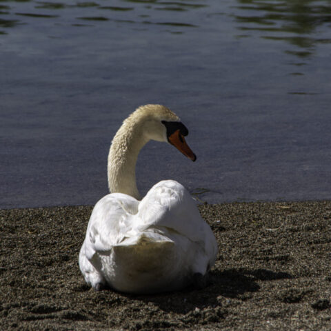 Seepark Schwan solo