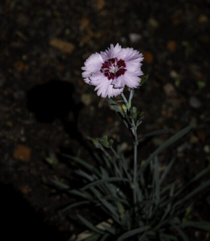 Blüte zweifarbig mit schatten