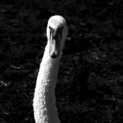 Schwan Portrait